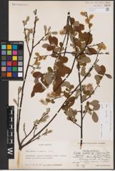 Foto von Salix aurita L.